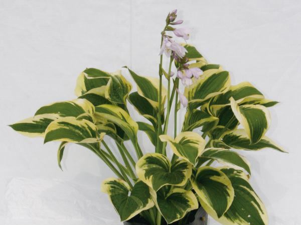 【8%OFFクーポン〜6/4 14時まで】 ギボウシ（擬宝珠）ホスタ・ワイドプリム（大株...