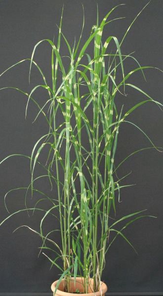 【8%OFFクーポン〜6/4 14時まで】 ススキ・タカノハススキ（鷹の羽薄 大株） 鉢植...