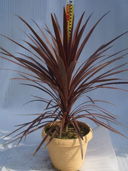 【10%OFF！スーパーSALE特価】 コルディリネ・インディビザ 庭のアクセント 植木 ...