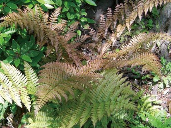 【10%OFF！スーパーSALE特価】 シダ・ベニシダ（紅羊歯） 寄せ植え ロックガーデン...