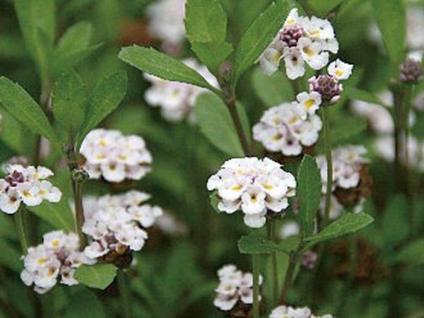 ヒメイワダレソウ（スリット）4本セット 駐車場 花壇縁取り 植木 庭木 苗木 緑化