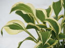 ギボウシ(擬宝珠)ホスタ・グランドマスター(大株)外斑入り 植木 庭木 多年草(4)