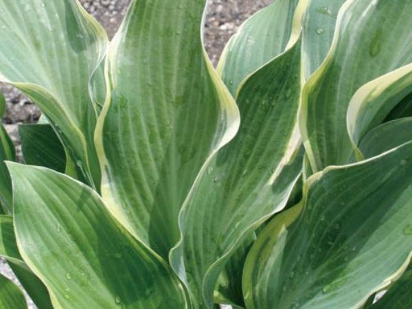 ギボウシ（擬宝珠）ホスタ・サガエ（大株）外斑入り 寒河江 植木 庭木 多年草