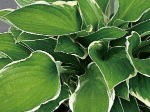 ギボウシ(擬宝珠)ホスタ・ノースヒルズ(大株) 外斑入り 植木 庭木 多年草