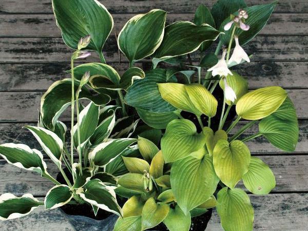 【8%OFFクーポン利用可〜12/4 14時まで】 ギボウシ（擬宝珠）ホスタ・5種セット 香りよし 植木 庭木 多..