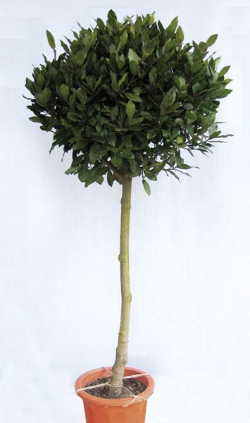 月桂樹（ゲッケイジュ） ローリエ 植木 庭木 苗木 半耐寒性常緑中高木