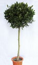月桂樹(ゲッケイジュ) ローリエ 植木 庭木 苗木 半耐寒性常緑中高木