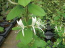 緑のカーテン ツル性植物 スイカズラ 吸い葛（大株）白 黄色花 香りよし 落葉 つる性 木本