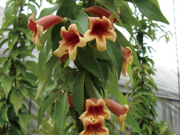 緑のカーテン ツル性植物 ビグノニア（大株） カレーフラワー 香りよし 常緑つる 性木本