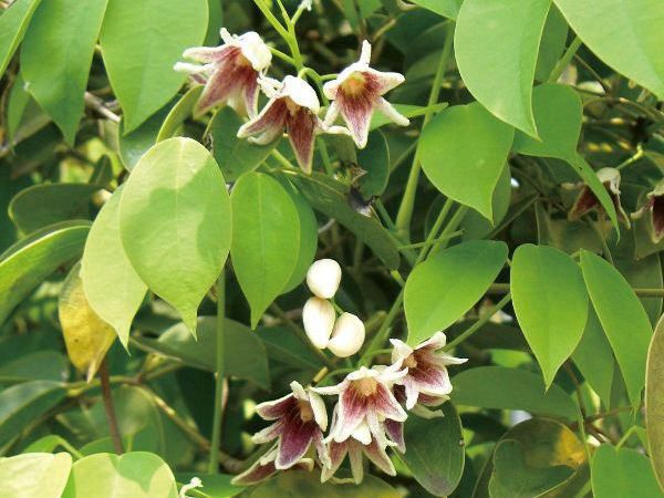 緑のカーテン ツル性植物 ムベ(郁子 野木瓜) （大株） 香りよし 食用可 果実 常緑つる性木本