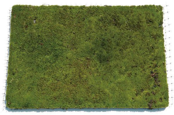 【クーポンで8％OFF！6/4 14時まで】 コケ・山苔（やまごけ ネットマット） 緑の絨毯 8枚セット 植木 庭木 苗木