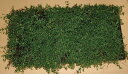 タイム(マット) 緑の絨毯 ハーブ 植木 庭木 苗木 多年生