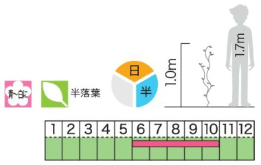 緑のカーテン ツル性植物 ツルハナナス 蔓花茄子（大株） 白花 常緑つる性低木