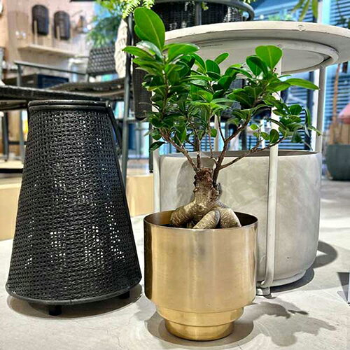 乐天商城 - CLOVER(クローバー) アルミプランター ゴールド Φ22.5 5号 6号 鉢カバー 鉢 植木鉢 室内 プランター 植物 観葉植物 鉢ポット 鉢プランター アルミ鉢 アルミ素材 ゴールド 金色 光沢 スタイリッシュ エレガント シンプル おしゃれ