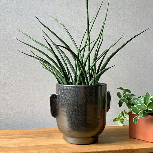 楽天市場】黒 ブラック（植木鉢・プランターカバー｜植木鉢