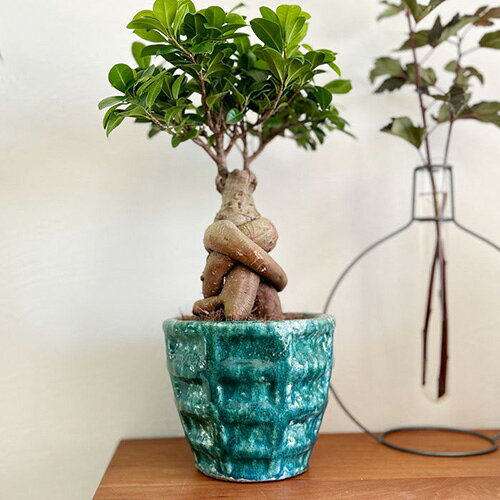 【10%OFF！スーパーSALE特価】 SERAX(セラックス) グリッドポット Φ22 5号 6号 鉢...