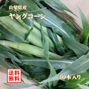【5月8日〜発送開始・先行予約受付中!】ヤングコーン 山梨県産 皮付き 30本 送料無料 ※ ベビーコーン トウモロコシ 人気 おすすめ
