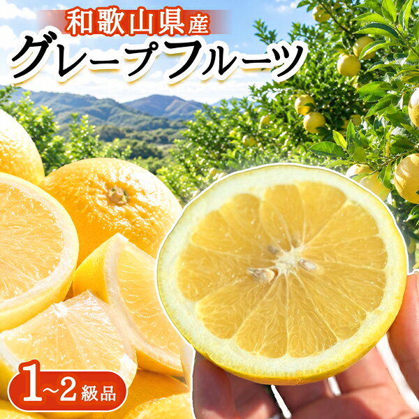 【予約販売27年4月出荷分】グレープフルーツ ルビー ホワイト 家庭用 2kg 5kg 10kg 柑橘 フルーツ 果物 お取り寄せ 訳あり 1〜2級品 ジ..