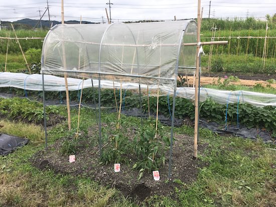 雨よけハウス組立セット 間口1.2m×奥行1.84m×高さ1.75m 1うね用 NT-18 ビニールハ...
