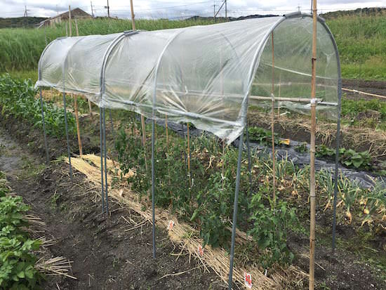 雨よけハウス組立セット 間口1.2m×奥行1.84m×高さ1.75m 1うね用 NT-18 ビニールハ...