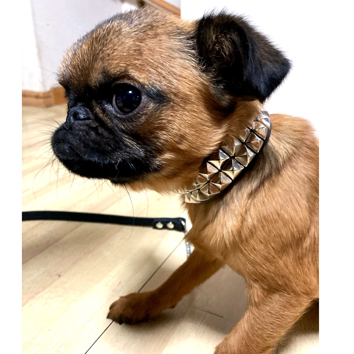 アウトレット：小型犬用2.3cm幅革首輪(24cm）