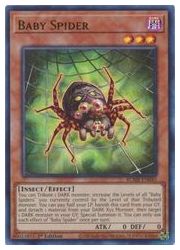 HOBBY SHOPեߥ󤯤㤨ֱѸǡ㡡Baby Spider(U(1st(٥ӡѥ(BLMR-EN045פβǤʤ10ߤˤʤޤ