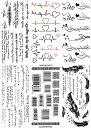 タトゥーシール バーコード 英文字 ハート 羽毛 [通常サイズ・6種6枚］ ymp6017