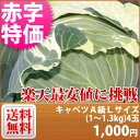 【特別栽培】2019年 キャベツA級Lサイズ（1〜1．3kg）4玉■減農薬減化学肥料栽培【送料無料】 ...