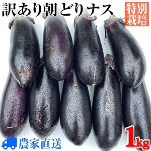 ★昼めし旅で紹介！訳あり特別栽培ナス ”朝どり特産なす”1kg 農家直送【夏秋茄子】【減農薬】【漬物用】