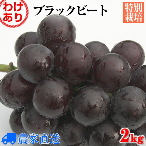 【送料無料】新品種 ブラックビート(藤稔×ピオーネ) 種なしぶどう 訳あり 2kg 量り売り【減農薬】【特別栽培】【家庭用】【業務用】のサムネイル