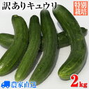 【送料無料】訳あり 特別栽培 ”朝どりキュウリ” 2kg 農家直送【数量限定】[きゅうり 胡瓜]