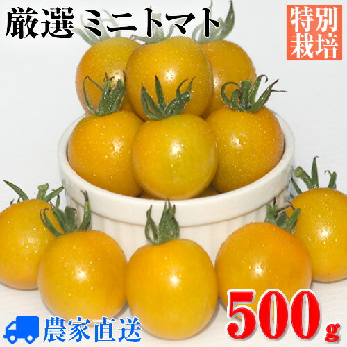 特別栽培ミニトマト ”朝どりフルーツトマト キラーズ”500g 農家直送【数量限定】【完熟】【プチトマト】【イエロートマト】【ギフト】【希少品種】【きらーず】