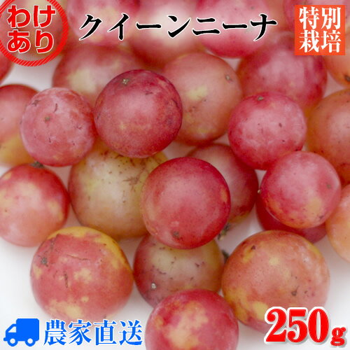 【訳あり】希少品種 クイーンニーナ 種なし ぶどう 農家直送 粒売り 250g 量り売り ブドウ 【減農薬】【特別栽培】【家庭用】【業務用】【希少品種】