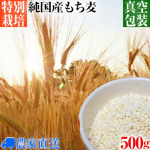 【送料無料】 国産 もち麦 キラリモチ 特別栽培 減農薬栽培 真空パック 令和2年度産 500g [ もちむぎ モチ麦 モチムギ 雑穀 大麦 きらりもち キラリもち]