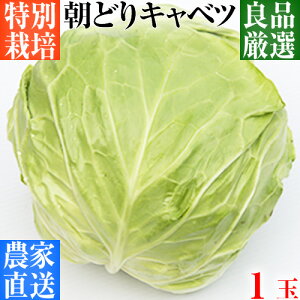 【特別栽培】キャベツ A級良品 2Lサイズ（約1.5〜1.7kg）1個 大玉【サラダ】【餃子】【寒玉】【冬キャベツ】【産地直送】【新鮮】【国産】【低農薬】【減農薬・減化学肥料栽培】