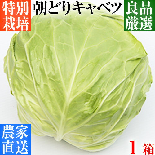 【特別栽培】【業務用】良品厳選 キャベツ 1箱（L〜3Lサイズ、5〜8玉、約10kg）ご注文後に収穫＆出荷！【サラダ】【餃子】【寒玉】【冬キャベツ】【産地直送】【新鮮】【国産】【低農薬】【減農薬・減化学肥料栽培】【シェア】