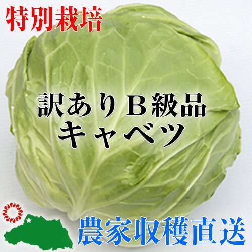 【特別栽培】訳ありB級品キャベツ1玉【減農薬・減化学肥料栽培】