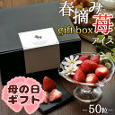 遅れてごめんね 母の日プレゼント アイス 母の日 スイーツ 送料無料 プレゼント プチギフト 2025 高級 誕生日プレゼント いちご 内祝い あす楽 お菓子 ...