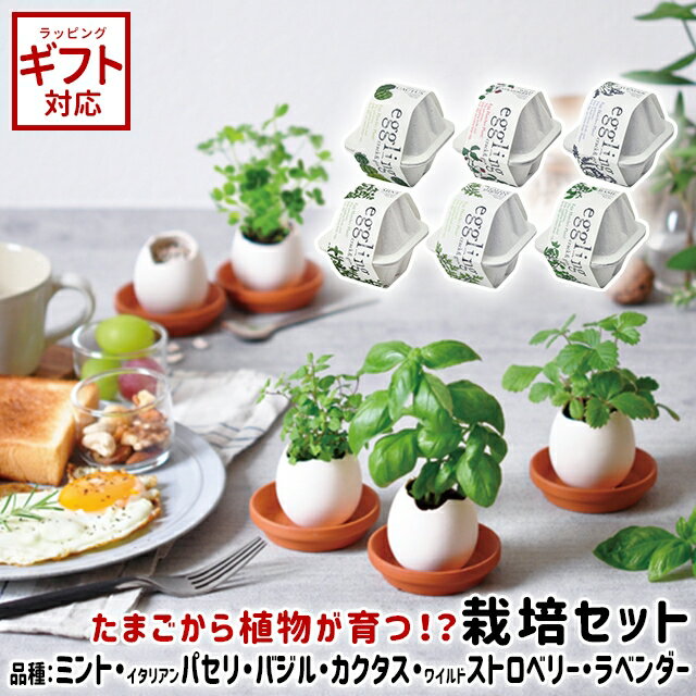 ＼全品5%OFFクーポン有／ 聖新陶芸 eggling eco friendly エッグリング エコフレンドリー EG48 ミント ラベンダー ワイルドストロベリー