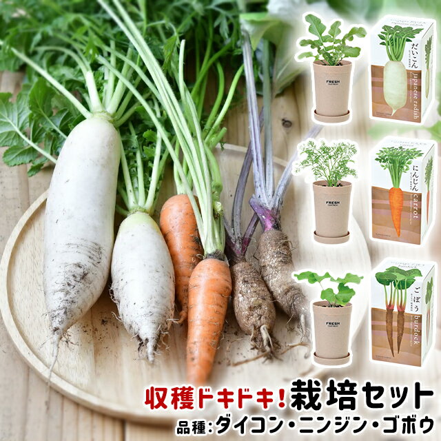 ＼100円クーポン発行中／聖新陶芸 おうちで根菜栽培セット【栽培キット 野菜 家庭菜園 ズームイン！！サタデー サラダ 人気 室内 園芸 ガーデニング インテリア 自由研究 大根 ニンジン 人参 ゴボウ】