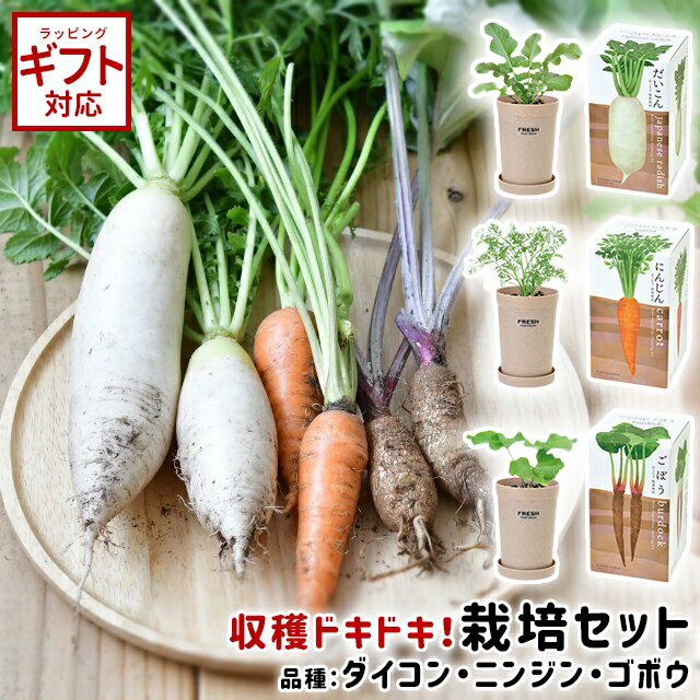 聖新陶芸 おうちで根菜栽培セット 【 栽培キット 野菜 家庭菜園 ズームイン！！サタデー サラダ 人気 室内 園芸 ガーデニング インテリア 自由研究 大根 ニンジン 人参 ゴボウ 】