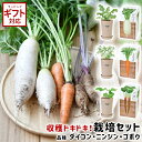 聖新陶芸 おうちで根菜栽培セット 【 栽培キット 野菜 家庭菜園 ズームイン！！サタデー サラダ 人気 室内 園芸 ガー…