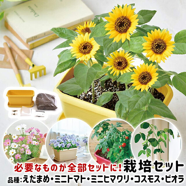 ＼全品5%OFFクーポン有／ 栽培キット 野菜 花 聖新陶芸 エンジョイプランター ベジ フラワー 【 聖新陶芸 栽培キット プランター 室内 野菜 花 子ども 簡単 枝豆 ミニトマト ミニヒマワリ コスモス ビオラ 】