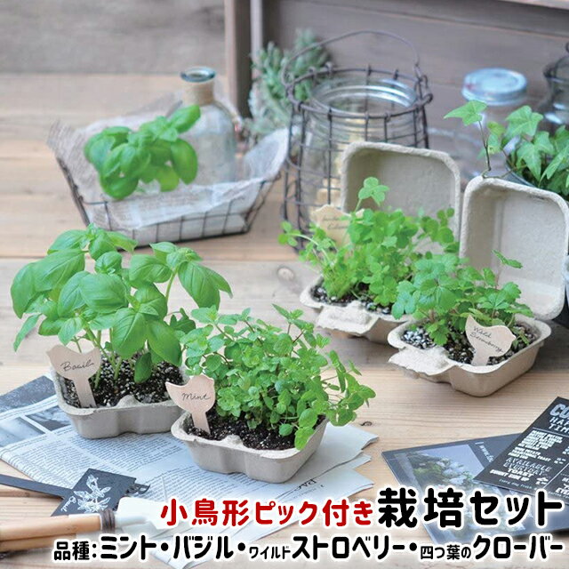 ＼100円クーポン発行中／栽培セット ハーブ 聖新陶芸 バード＆ガーデン 【聖新陶芸 栽培セット 栽培キット ハーブ ミント バジル ワイルドストロベリー 四つ葉のクローバー ナチュラル】