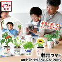 ＼全品5％OFFクーポン配布中／ 栽培キット 野菜 聖新陶芸 すくすく栽培セット BOX 【 聖新陶芸 栽培セット 栽培キット 子ども向け 野菜 室内 ミニトマト ダイコン レタス ミニヒマワリ ギフト 】