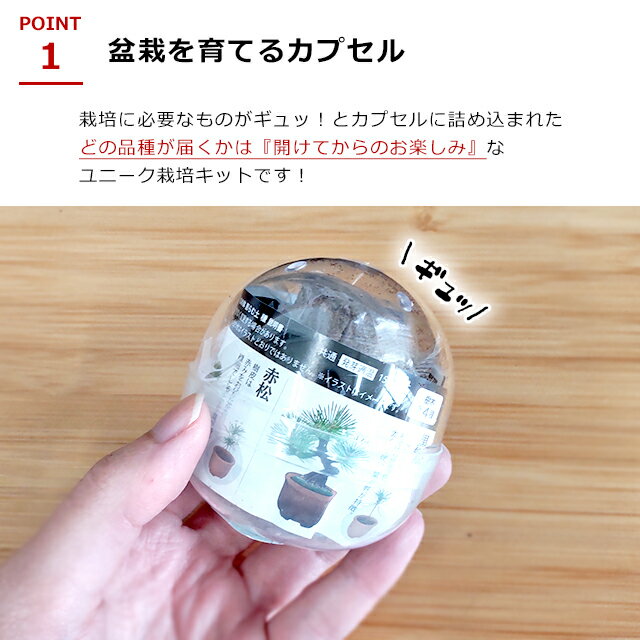 ���ݥ��å� ���ץ��� ����ƫ�� ��Ƥ륫�ץ��� �ޤ��ߺ� GD-954 �� ����ƫ�� ���ݥ��å� ���ݥ��å� ���ץ��� ������ �ߺ� ���䥭 ��ߥ� �־� ���� �ץ쥼��� ���� �ۡ������ء�