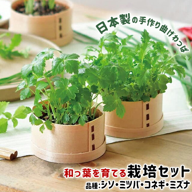 ＼100円OFFクーポン発行中／栽培セット 葉菜 聖新陶芸 WAPPA 和っ葉栽培セット GD-956 【聖新陶芸 栽培セット 栽培キット 野菜 葉菜 薬味 シソ 三つ葉 小ねぎ 水菜 ナチュラル ギフト】