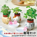 ＼全品5%OFFクーポン有／ 栽培キット ハーブ 聖新陶芸 ペロポン キャッツ 【 聖新陶芸 栽培セット 栽培キット 猫 ねこ ハーブ ワイルドストロベリー バジル ミント 】