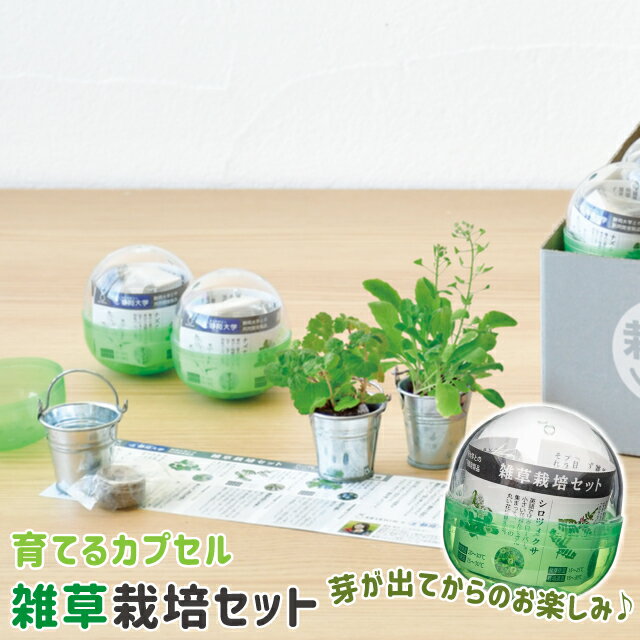 栽培セット 栽培キット 聖新陶芸 育てるカプセル 雑草 GD-978 【聖新陶芸 栽培セット 栽培キット 育てるカプセル カプセル ランダム ガチャガチャ 雑草 プレゼント 景品 ノベルティ】