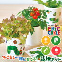 栽培セット 栽培キット 聖新陶芸 はらぺこあおむし ペタペタ＆すくすく栽培セット HP-01 